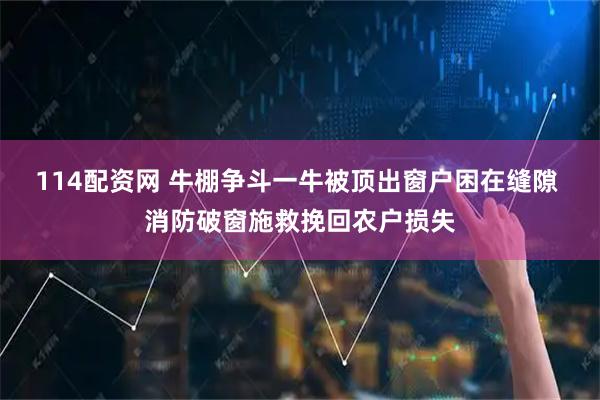 114配资网 牛棚争斗一牛被顶出窗户困在缝隙 消防破窗施救挽回农户损失
